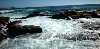 Fauna Nativa: los Desheredados de la Tierra y el Mar Chileno