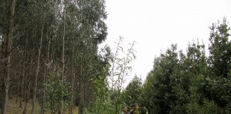 AIFBN: La Historia de los Ingenieros Forestales que Trabajan para Cambiar el Modelo Forestal de Chile