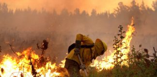 CONAF se Quema por Dentro
