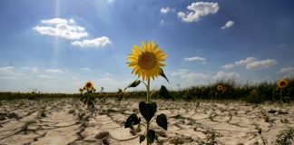 Desde la COP25 en Chile. 2019.