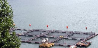 Salmoneras niegan información sobre uso de antibióticos