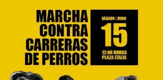 Carreras de Galgos: Cuando el Maltrato es Negocio