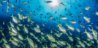 Chile Bajo el Mar: Nueva Plataforma Interactiva de Oceana Celebra 10 años de Expediciones en Chile