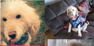 “Ley Duque”: Se despacha a Sala iniciativa que otorga permiso laboral y educacional por muerte de mascota