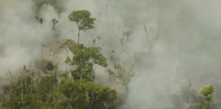 Video: Impacto Mundial por Incendios en la Amazonía