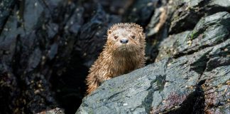 Informe Expertos ONU sobre Océanos y Criósfera: Los Efectos Directos para Chile del Último IPCC