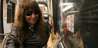 Comportamiento Canino: La Ciencia al Servicio de Nuestros Perros