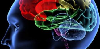 Buscando Certezas en Tiempos de Incertidumbres: La Responsabilidad Ética en la Era de la Tecnología o ¿Qué Piensan los Cerdos?