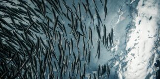 Peces chilenos, el exterminio privado del mar: ¿Qué hará el Progresismo con la reforma de la Ley de Pesca y Acuacultura?