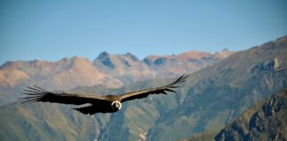 El cóndor ya vuela poco en Chile: ¿Se extingue la mitad del escudo nacional?