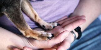 «Ley Duque»: Diputados Cicardini y Manouchehri presentan proyecto de ley para permiso laboral por muerte de mascota