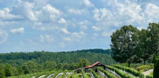 Zorro hijo: el depredador de placilla