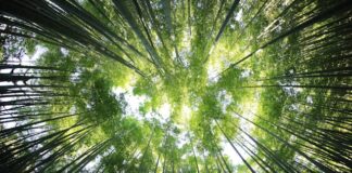 Camino al ecosocialismo: ¡por un chile que cuida y florece!