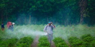 3 de diciembre Día Internacional del no uso de Plaguicidas