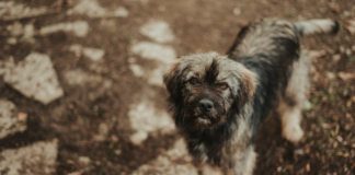 Colmevet Llanquihue y ARCHI Los Lagos impulsan campaña de ayuda para animales afectados por incendios forestales en el centro – sur de Chile