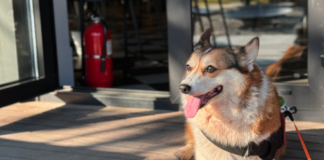 Creadores de Penco lanzan plataforma digital para buscar animales extraviados en Biobío y Ñuble tras los incendios