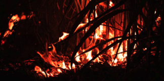 Programa de Empleo de CONAF refuerza labores preventivas en apoyo a adultos mayores en la Araucanía