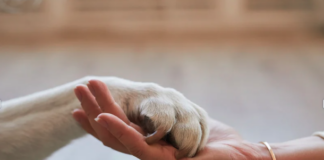 El fin del gobierno especista de Gabriel Boric