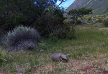 Confirman relevancia internacional de sistema chileno de monitoreo de fauna