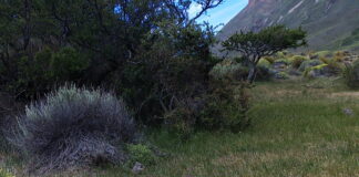 Confirman relevancia internacional de sistema chileno de monitoreo de fauna