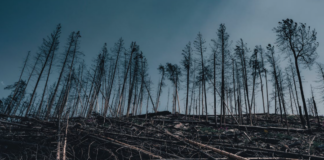 El Fascismo chileno actual y su guerra contra el Medio Ambiente