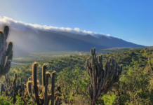 85 años del Parque Nacional Bosque Fray Jorge: Un ejemplo de restauración ecológica