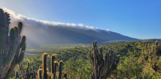 85 años del Parque Nacional Bosque Fray Jorge: Un ejemplo de restauración ecológica