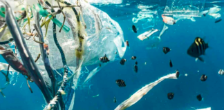 Pescadores artesanales lanzan campaña nacional para combatir contaminación por plástico en el mar chileno