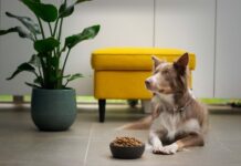 Más allá de las tendencias: cómo elegir correctamente el alimento de tus mascotas