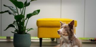 Más allá de las tendencias: cómo elegir correctamente el alimento de tus mascotas