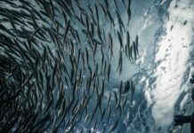12 salmoneras registran 435.546 toneladas de producción al margen de la ley por eludir la evaluación ambiental