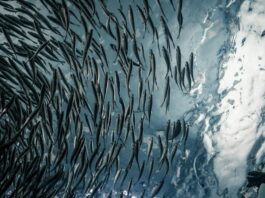 12 salmoneras registran 435.546 toneladas de producción al margen de la ley por eludir la evaluación ambiental