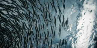 12 salmoneras registran 435.546 toneladas de producción al margen de la ley por eludir la evaluación ambiental