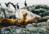 Chile: Ecoceanos y Centro de Conservación Cetácea lanzan campaña ciudadana “No + Matanzas de Lobos Marinos” para impedir el plan ecocida del Gobierno
