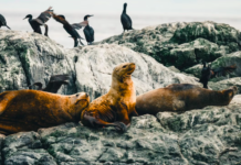 Chile: Ecoceanos y Centro de Conservación Cetácea lanzan campaña ciudadana “No + Matanzas de Lobos Marinos” para impedir el plan ecocida del Gobierno