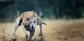 Diputada Santibáñez celebra aprobación del proyecto que prohíbe las carreras de galgos: ¡Lo logramos!