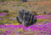 Desierto Florido 2026: Región de Atacama Florece y Chile se Maravilla