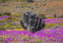 Desierto Florido 2026: Región de Atacama Florece y Chile se Maravilla