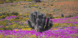 Desierto Florido 2026: Región de Atacama Florece y Chile se Maravilla