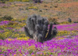 Desierto Florido 2026: Región de Atacama Florece y Chile se Maravilla