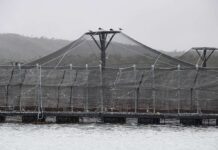 La persistente dispersión normativa en la industria salmonera chilena traba su correcta fiscalización