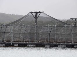 La persistente dispersión normativa en la industria salmonera chilena traba su correcta fiscalización