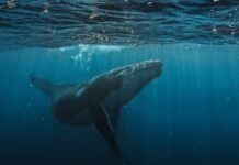 Gigantes frente a nuestras costas: ¿por qué las ballenas jorobadas necesitan un mar seguro?
