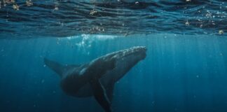 Gigantes frente a nuestras costas: ¿por qué las ballenas jorobadas necesitan un mar seguro?