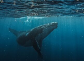 Gigantes frente a nuestras costas: ¿por qué las ballenas jorobadas necesitan un mar seguro?