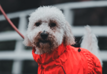 Lluvias intensas y tormentas eléctricas: cómo proteger a las mascotas ante una eventual emergencia