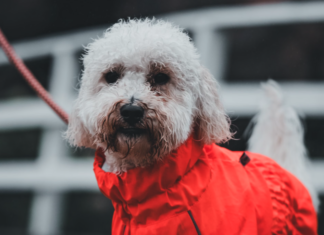 Lluvias intensas y tormentas eléctricas: cómo proteger a las mascotas ante una eventual emergencia